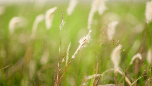 Fluffy grass in a green field