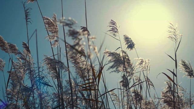 Sunlit Reeds Swaying Gently in the Breeze