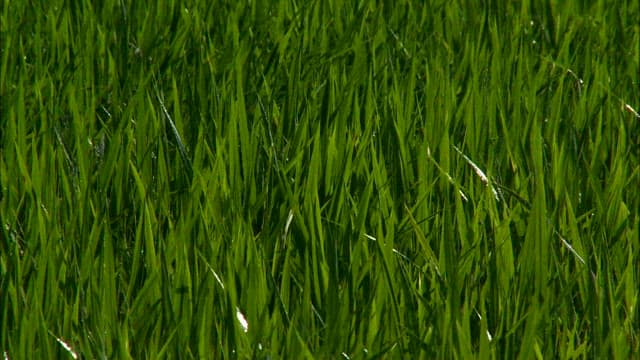Dew Glistening on Vibrant Green Grass