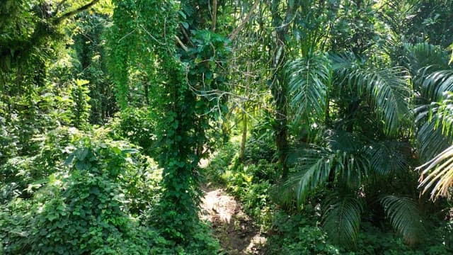 Dense tropical forest with lush greenery