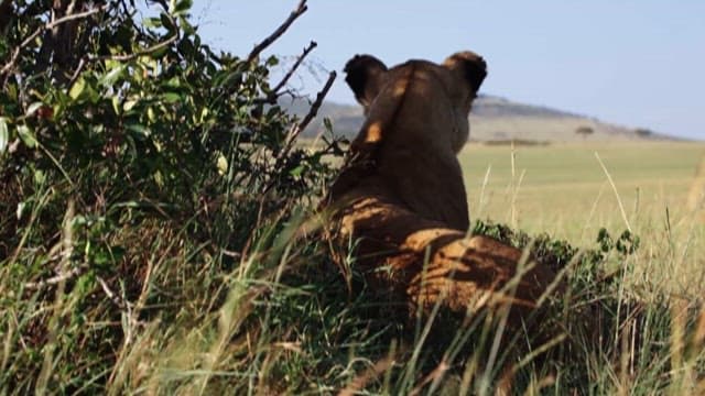 Lioness in the Grasslands