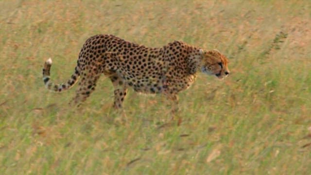 Cheetah Roaming in the Savanna