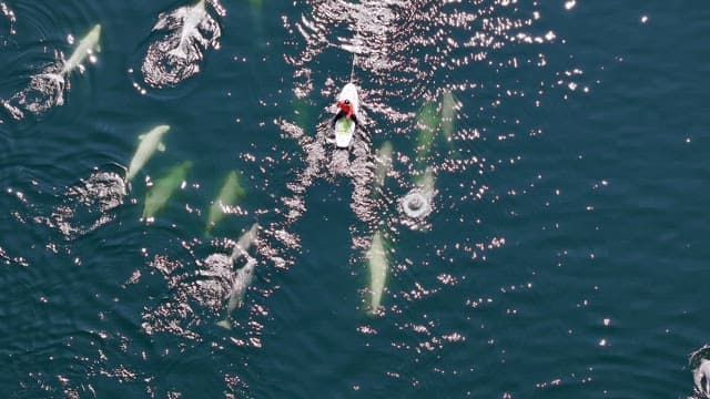 Observing a pod of beluga whales from a paddle board