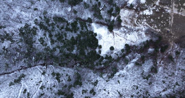 Snow-covered forest with bare trees and greens