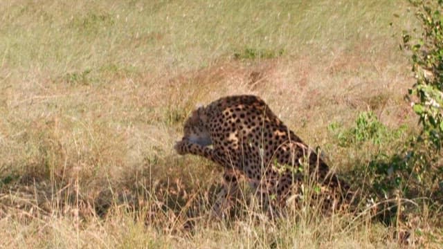 Cheetah Resting Under the Shade of a Tree in the Grassland