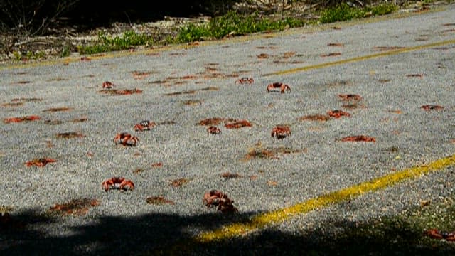 Migration of Red Crabs in Pathway