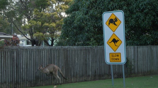 Kangaroo hopping in a suburban neighborhood