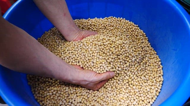 Hand lifting beans from a large basket