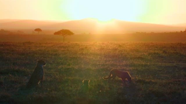 Sunset with Cheetah and Cubs in Savannah