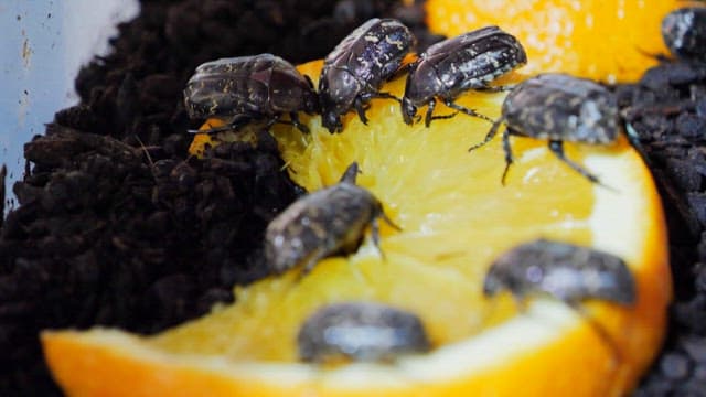 Beetles consuming an orange slice in a container
