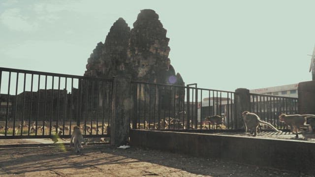 Monkeys Roaming Near Ancient Temple Ruins