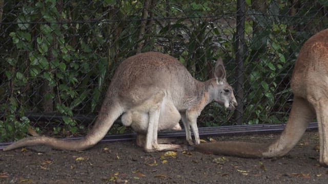 Kangaroo with a joey in its pouch