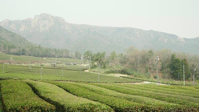 Green Tea Field with Mountains in the Distance