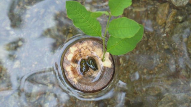 Small plant floating in a stream
