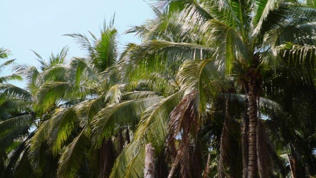 Lush palm trees swaying under the sunlight