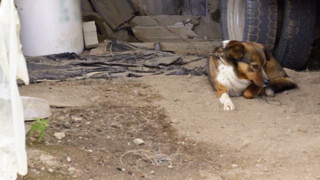 Brown dog on a leash lying next to a truck tire and resting