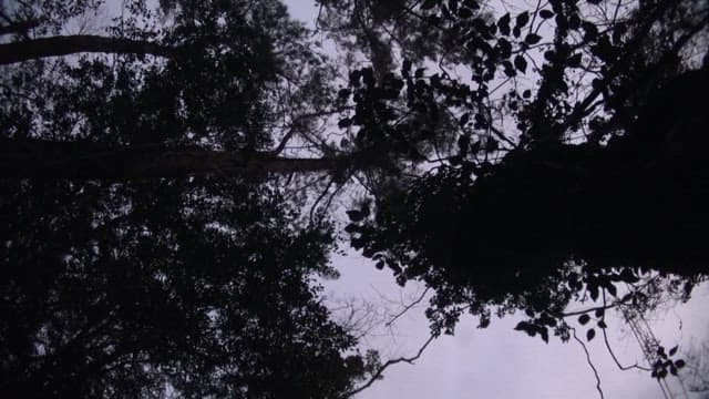 Silhouettes of Trees Against Dusky Sky
