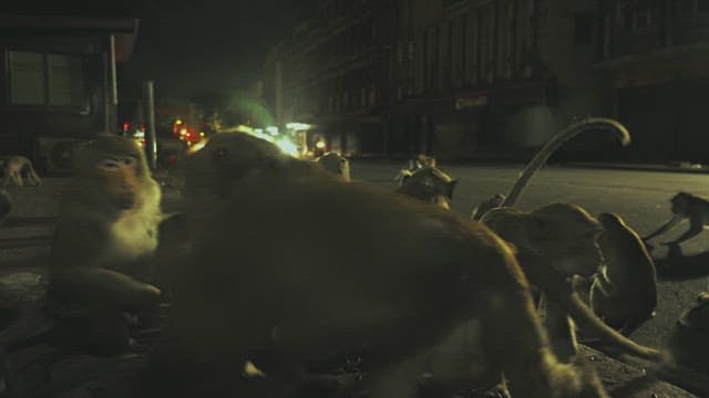 Group of monkeys foraging on a city street at night