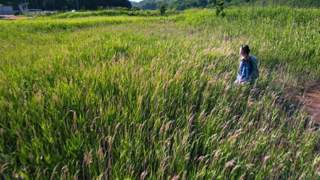 Woman Walking Through a Lush Reed Forest