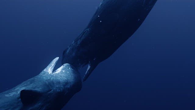 Two sperm whales kissing and communicating in the deep blue sea