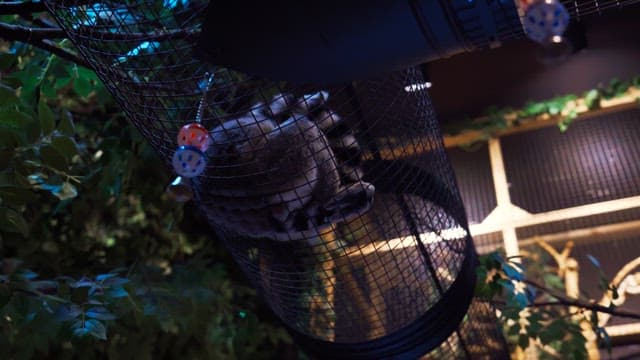 Raccoon resting in a net tunnel surrounded by trees