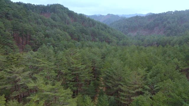 View of a Lush Pine Forest with Mountains in the Distance
