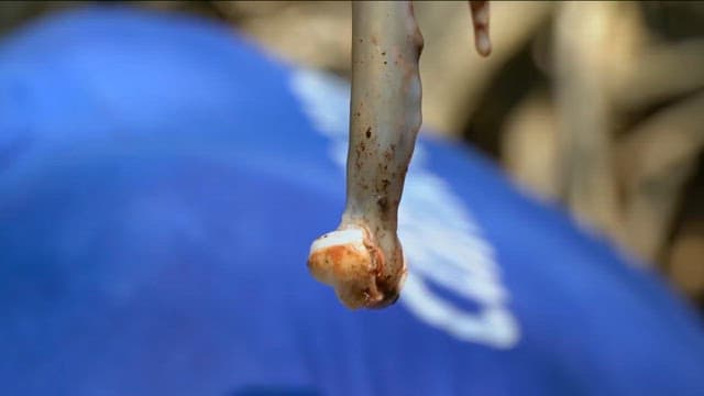 Hand holding a smooth tamilok