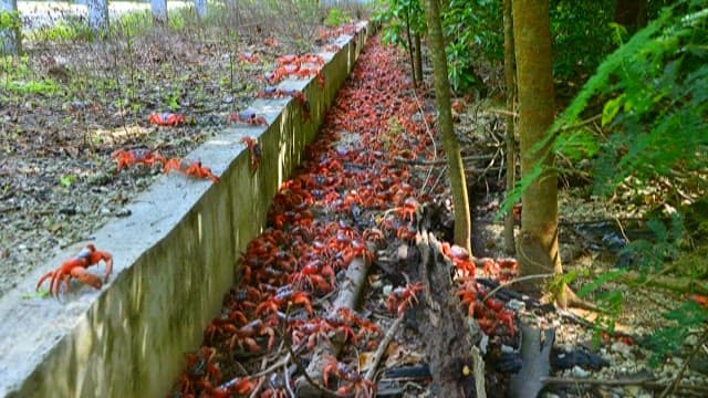 Migration of Red Crabs in Forested Pathway