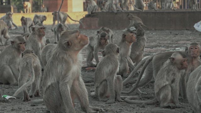 Monkeys Sitting Together on the Dirt Floor