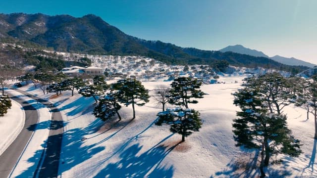 Snow-covered Landscape with Evergreen Trees