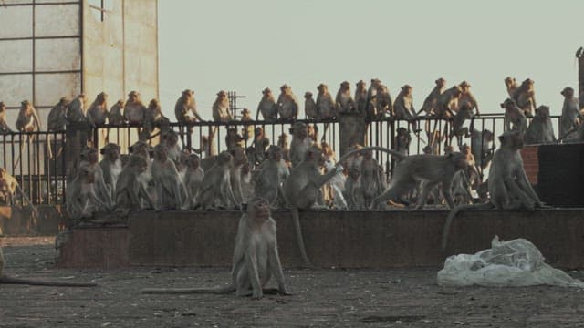Monkeys Gathering on a Concrete Structure