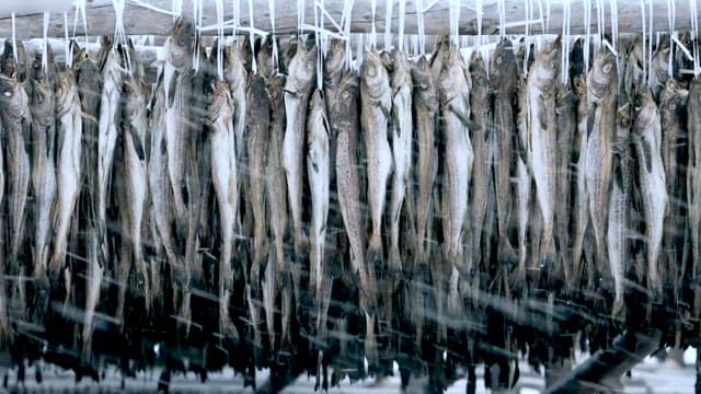 Codfish drying outside on a snowy day