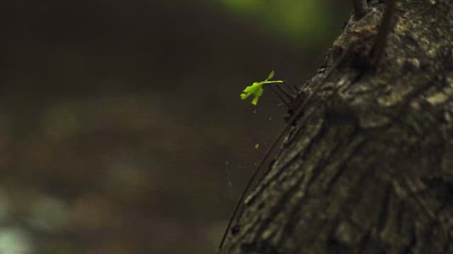 Young Leaf Sprouting on Weathered Tree Bark