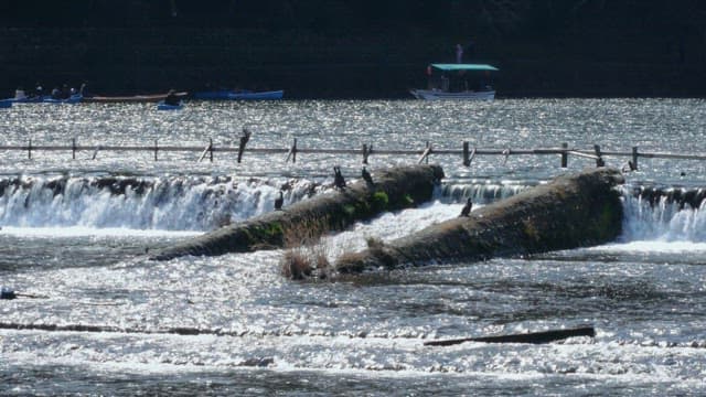 Birds sitting on a bank with flowing water sparkling in the sunlight