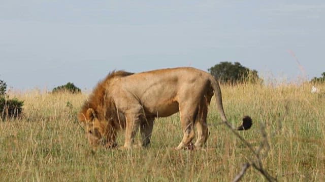 Lion Carrying a Skeletal Corpse in the African Savannah