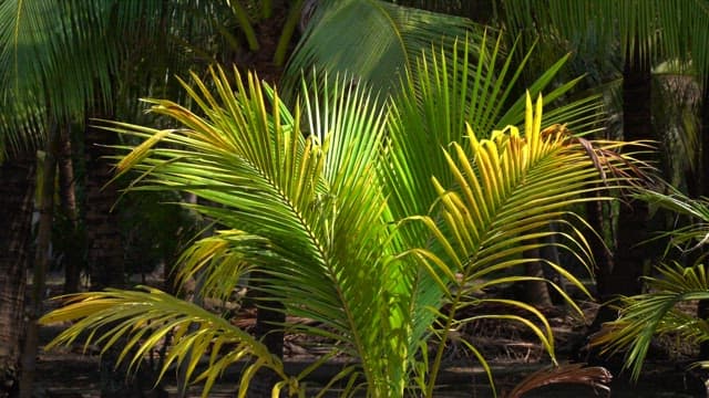 Lush palm trees swaying under the sunlight