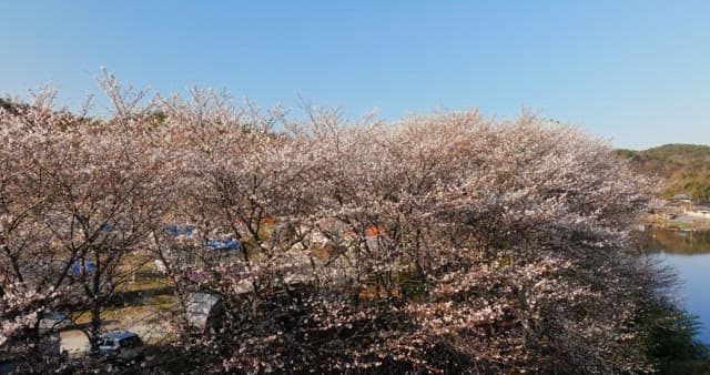 Ferris wheel overlooking cherry blossoms by a lake