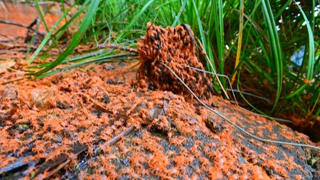 Anty colony  moving in nature with trees and grass
