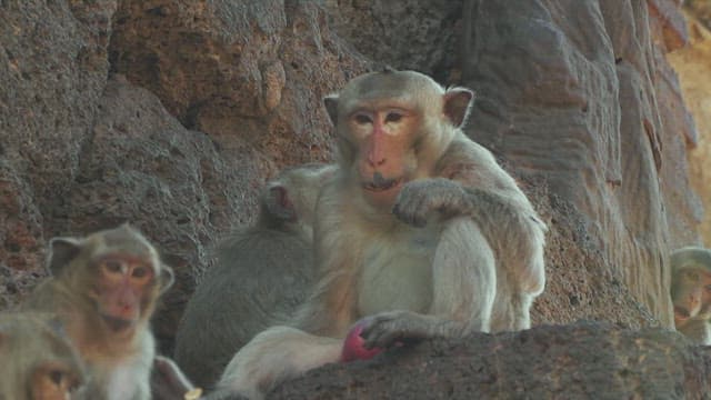 Group of Monkeys Resting on Rocky Structure
