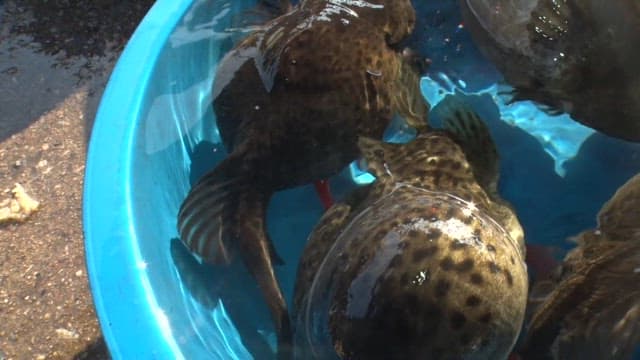 Live pacific spiny lumpsucker in a blue basin