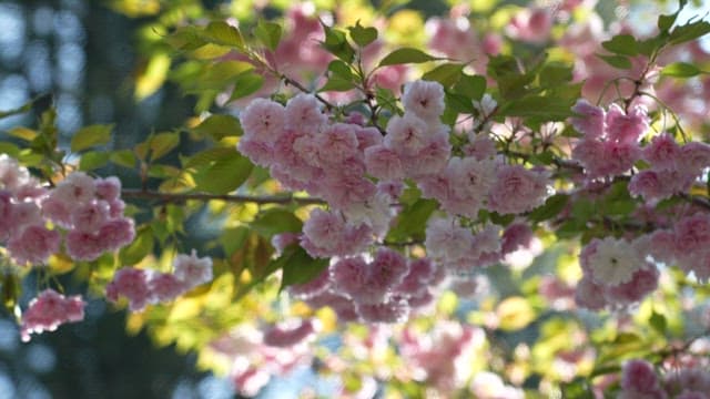 Pink Cherry Blossoms in Full Bloom on a Sunny Day