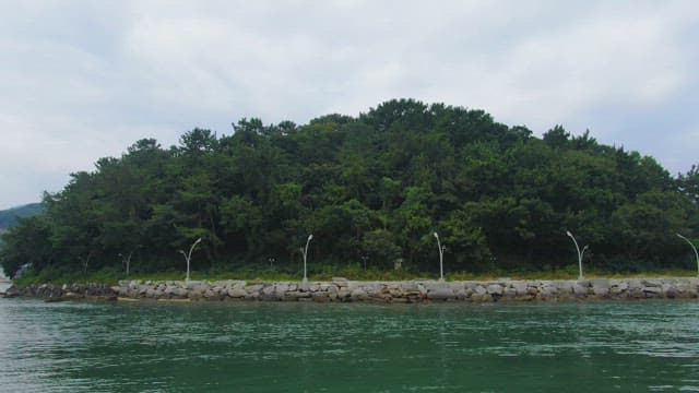 Lush green forest by the water