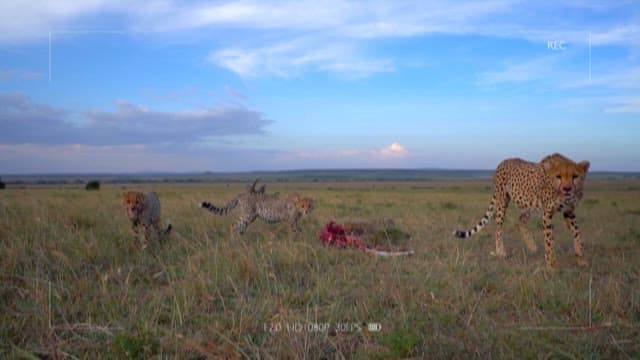 Cheetahs with Prey on the Savanna