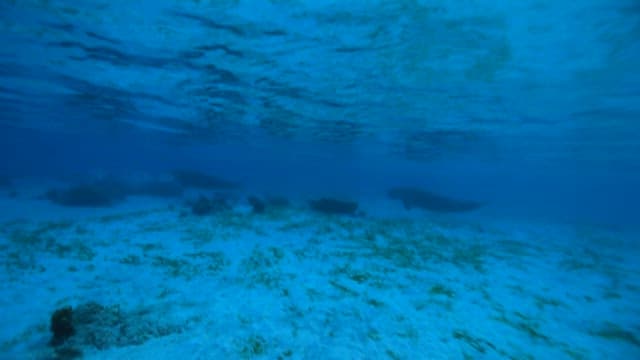 Dugong Swimming Peacefully Underwater