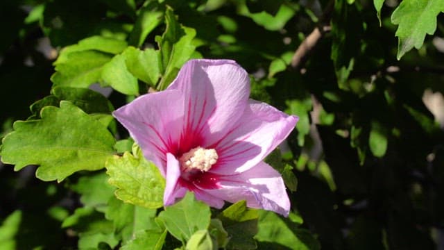 Fresh althaea soaked in the sunlight of the day