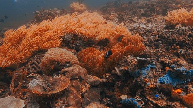 Clownfish Playing among Bright Orange Sea Anemones