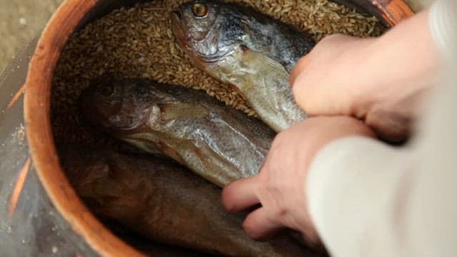 Fish being preserved in a jar with barley