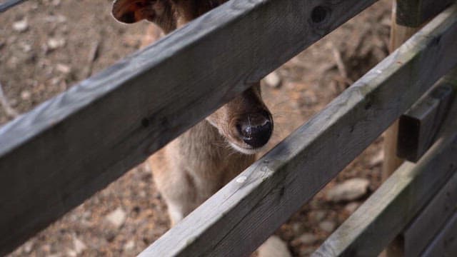 Young deer peering through a wooden fence