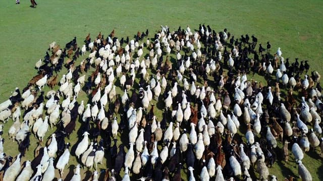 Herd of sheep and goats on a vast field