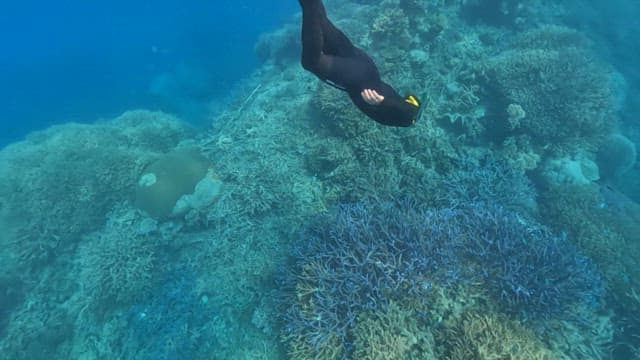 Diver exploring a coral reef underwater